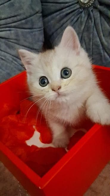 erkek pişik: Şinşilla, Dişi, Yaxşı əllərə, Ünvandan götürmə, Ödənişli çatdırılma — 2