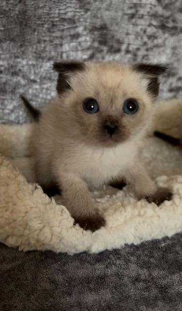 sarı pişik: Siam, Erkək, Dişi — 2