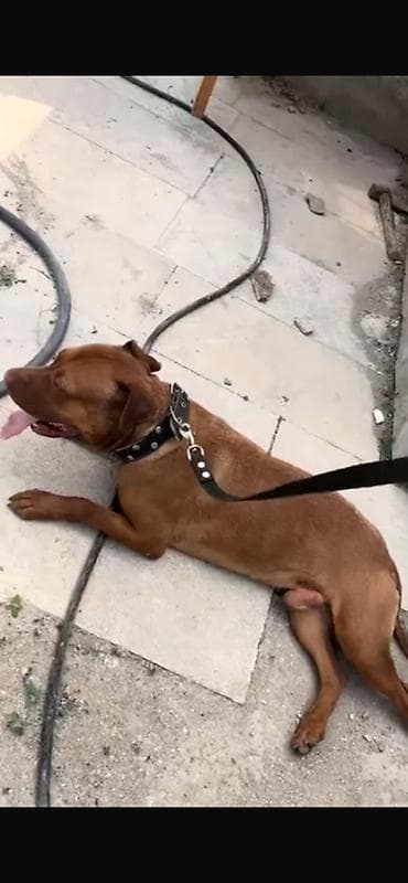 pitbular: Pitbul, Erkek — 3