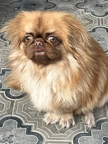 Pekines lalafo.az -da Pekines