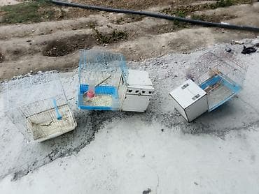 satdig quslar: Qefesler satilir 10 eded var 4 ededinde yuva var!!! hamisinda yem qabi — 1