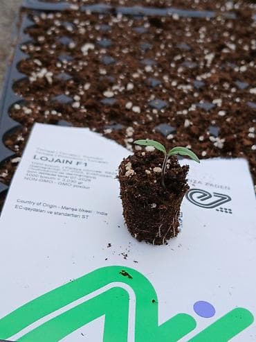 продам саженцы роз: Lojain f1 pomidor ceșidi 0.14 qəpik 104 viyolda toxumlar orginaldi — 2