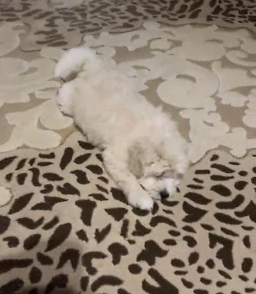 itlər afcarka: 3 ay, Erkek, Peyvəndli, Ünvandan götürmə, Ödənişli çatdırılma — 1