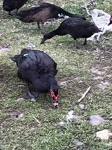 Cücələr: Satılır: Zumurud erkeyler 1 denesi 80 manat cavan. Damazdiq — 3