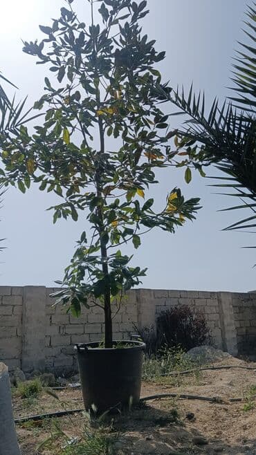 qızıl gül buketi: Magnolyalar satlr 800manat — 4