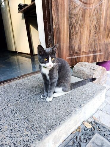 1 azn pişik: Yaxşı əllərə — 3