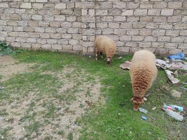 Qazlar: Dişi, il: 1, 80 kq, Damazlıq, Ünvandan götürmə — 4