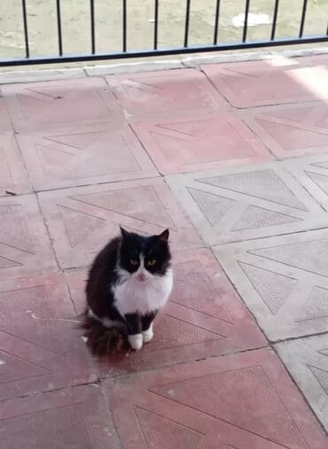 şirin pişik adları: Dişi, Yaxşı əllərə — 1