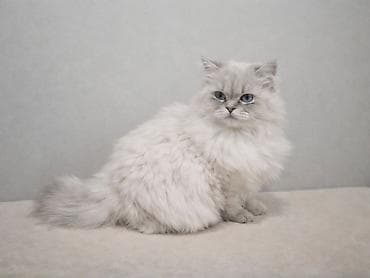 bala pisik sekilleri: Britan, Erkək, Cütləşmə üçün, Pulsuz çatdırılma — 7