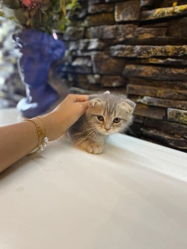 мейн кун купить в баку: Şotland, Dişi, Yaxşı əllərə, Ünvandan götürmə — 6