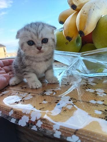 pişikler: Şotland — 1