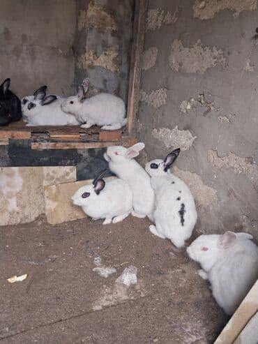 İtlər: Ağ və ləkəli qulaqlı dovşanlar ərkey və dişi var reyal alicı zeng — 1