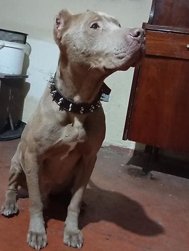 qaz balasi nece gune cixir: Pitbul, 2 il, Erkek, Ödənişli çatdırılma — 2