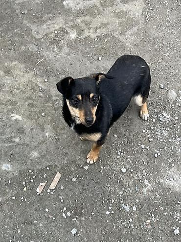 pulsuz heyvan: Alman çoban iti, 2 il, Erkek, Cütləşmə üçün, Ünvandan götürmə — 3