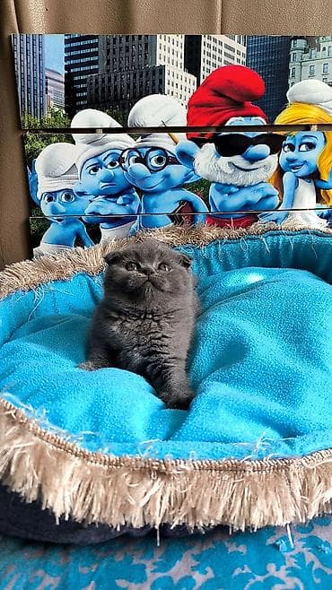 Şotland yastı qulaq, Dişi lalafo.az -da Şotland yastı qulaq, Dişi