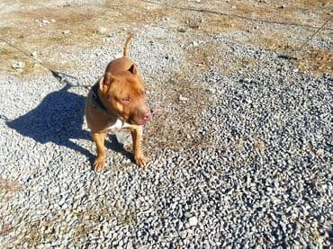 itlər pitbul: Pitbul — 2