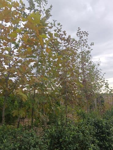 badam qiyməti: Xan cinar 3metir 4 metrlik 15 azin çox alsaz mzakire olunacaq — 5