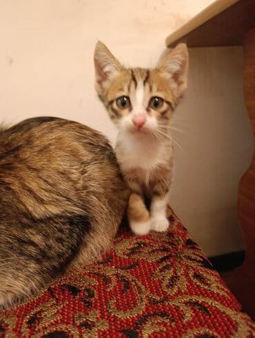 где можно купить котенка: Tabbi, Yaxşı əllərə — 1