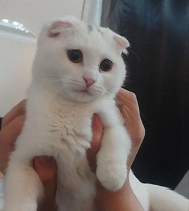 Erkək, Yaxşı əllərə, Ünvandan götürmə lalafo.az -da Erkək, Yaxşı əllərə, Ünvandan götürmə