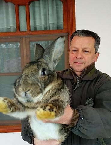 dovsan sekilleri: FLANDR (Belçika nəhəngi) – İri ölçü, yüksək gəlir! Təmiz qanlı Flandr — 4