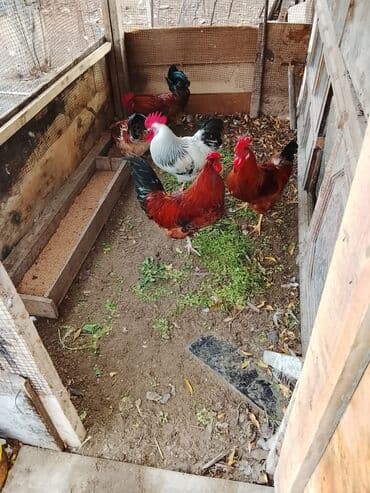 tap.az inekler: Salam sağlam kənd xoruzları ünvan Kürdəxanı — 2