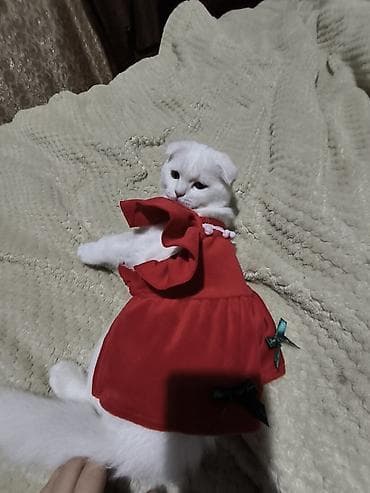 heyvan sekilleri: Scotish fold 250man.a alinib 8ayliqdir bütün esyalariyla birgə — 1