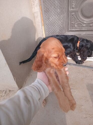 Koker spaniyel lalafo.az -da Koker spaniyel