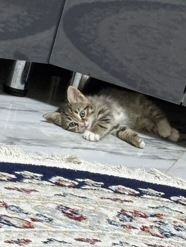 Opel: Табби, В добрые руки — 5