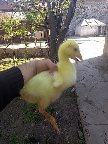 Kənd təsərrüfatı quşları: Məhsul: Qaz balaları Təsvir .salam 7 ədəd 20 günlük qaz balası 13 — 1