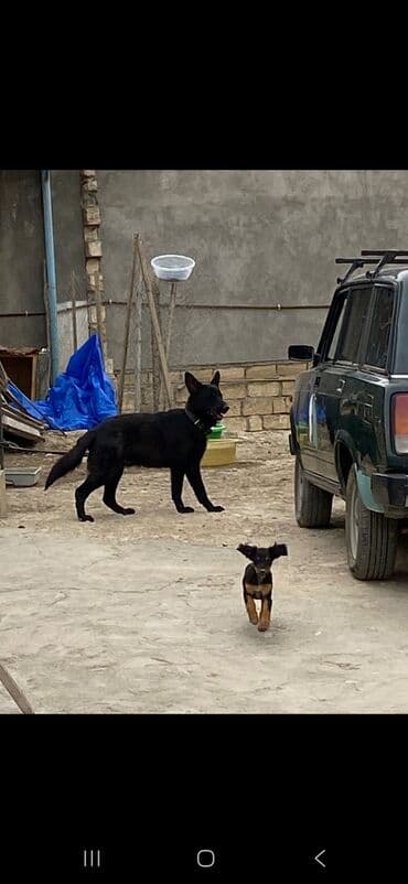 afcarka itlerin satisi: Alman çoban iti, 9 ay, Erkek, Peyvəndli, Ünvandan götürmə — 1