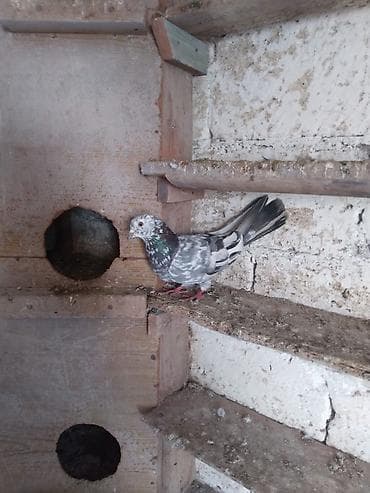 Salam tutulmadi bilmirem yani ucusun qar vaxti tutulub.saglamdi hec lalafo.az -da Salam tutulmadi bilmirem yani ucusun qar vaxti tutulub.saglamdi hec