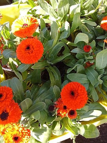 gül buketleri: Çiçəkli dekorativ qapı bitkiləri – müxtəlif növlər və rənglər Məhsul — 5