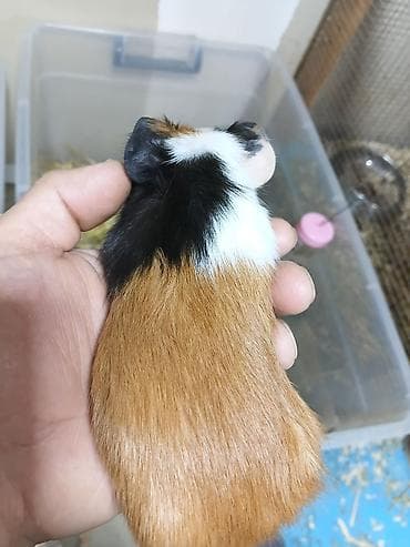 Ən sakit və ən sübür Ginepiqlər artıq hazırdır! [  ] Evdə səs-küy — 7