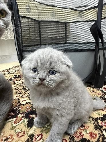 pisik balası: Şotland yastı qulaq, Dişi — 4