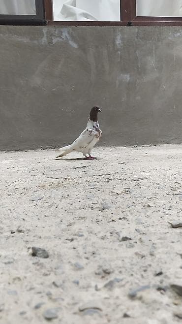 Akvariumlar: Qirmizi baş tutulmadi yarım havadan yuxarıdan gəlib qizin erkəydi — 3