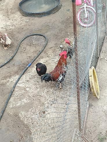 Ev quşları satılır – toyuq və xoruzlar - Rəng müxtəlifliyi