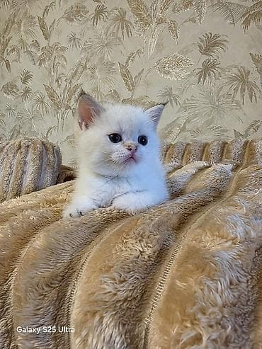 ag pisik sekilleri: Britan — 4