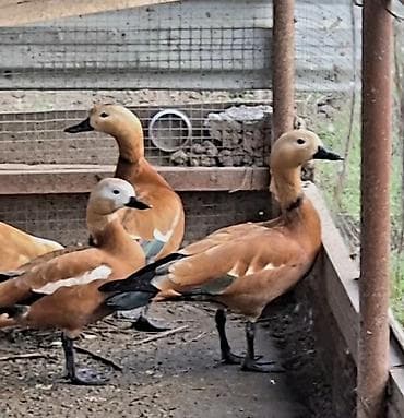 kangal itlərin satışı: Anqut qazi cut tam saglam göndrəmək də mumkundu bakoyada göndeirəm — 2