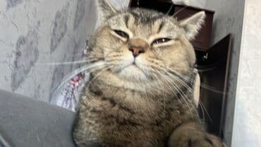 Lincoln: Британская, Самец, Для вязки, Самовывоз, Платная доставка — 2