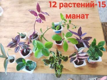 mal dili bitkisinin faydaları: Комплект растений 
Dest — 1