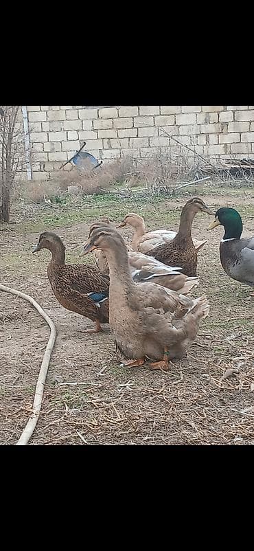 Mal-qara: 15 gunluk Ruan ordey balaları satilir Blue var hemde Saksonu blue ve — 3