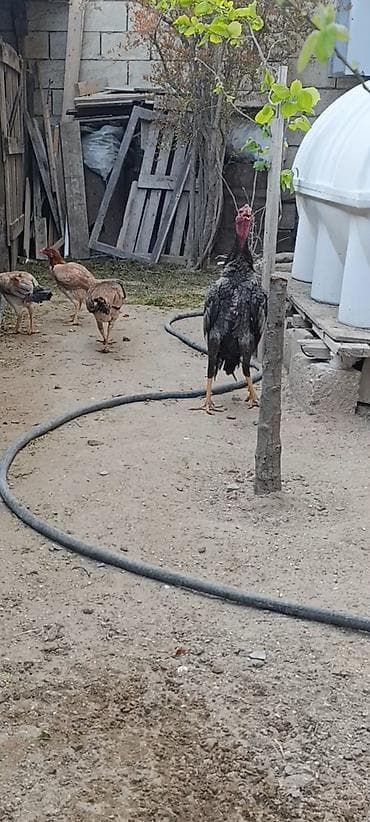 serebrist toyuqlar: Salam aleyküm həyətinde temiz cins saxlamaq isdeyen əlaqə saxlasın. 8 — 2