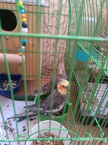 qus qefes: Salam quşlar satılır. çoxdandır saxlayıram sağlam quşlardır neçə ildir — 4