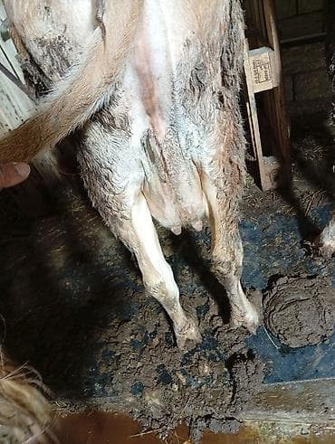 depo gold instagram: Satılır: inək Xüsusiyyətlər: - Süd istiqamətli yerli cins (qarışıq — 5