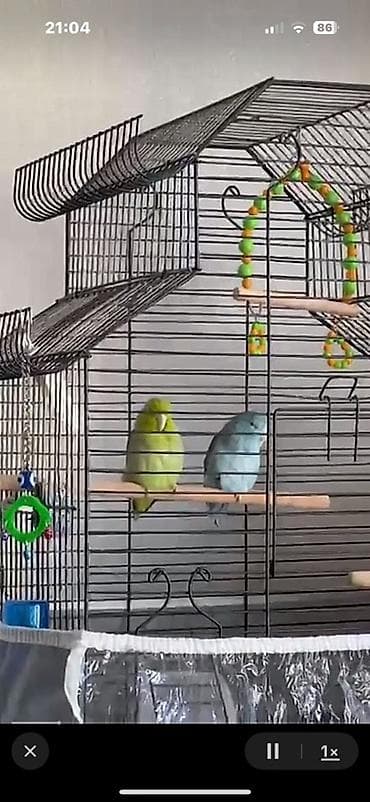 tut quşu: Forpus papuqayı satılır hazır cütdü 3 dəfə bala alınıb yenidən — 4