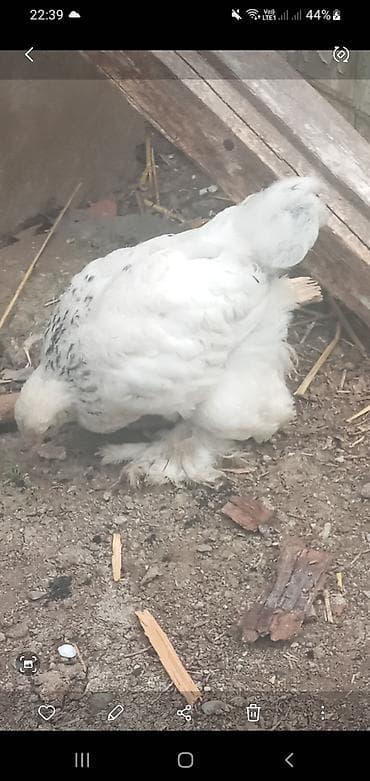 Cins toyuq balaları – tüklü pəncə (pəncələri lələkli) ləhçəli