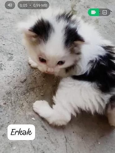 pişik geyimi: Sibir, Erkək, Dişi, Yaxşı əllərə, Ünvandan götürmə, Ödənişli çatdırılma, Rayonlara çatdırılma — 2