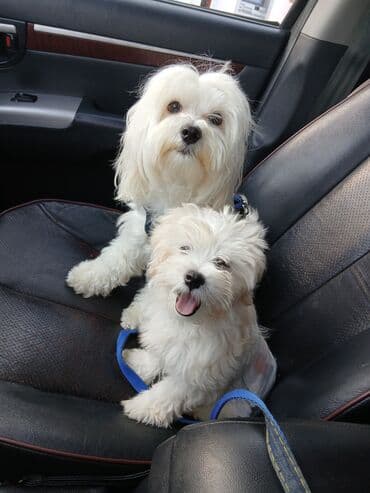 cütləş: Malta bolonka, 2 il, Erkek — 1