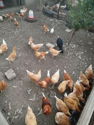 liqorin toyuqlar: Toyuq, Ətlik, Ödənişli çatdırılma — 1