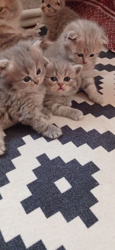 вислоухий кот цена: Шотладская вислоухая — 5